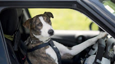 DOGS THAT CAN DRIVE