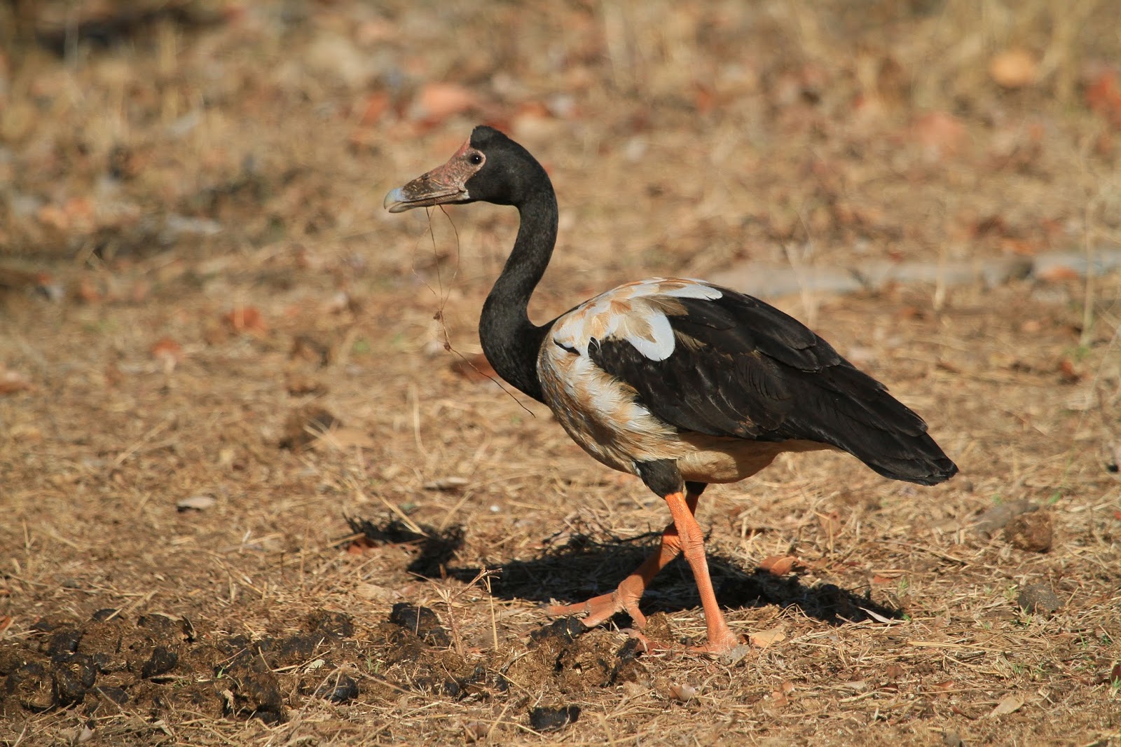 Richard Waring's Birds of Australia Birds of Darwin Buffalo Creek