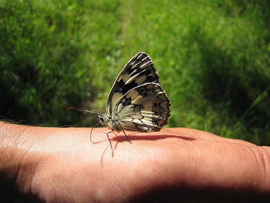 Polowiec szachownica (Melanargia galathea).