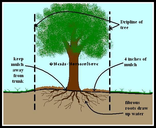 Heidi Horticulture Signs of plant drought (heat) stress