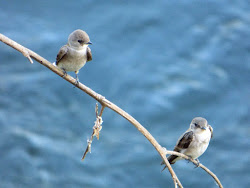birds california northern