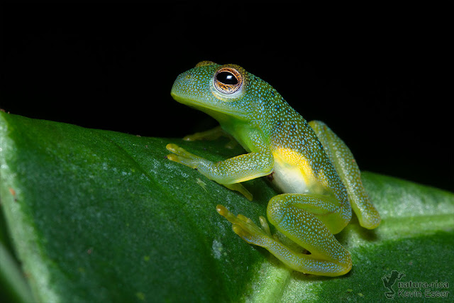 Cochranella granulosa - Granular Glass Frog