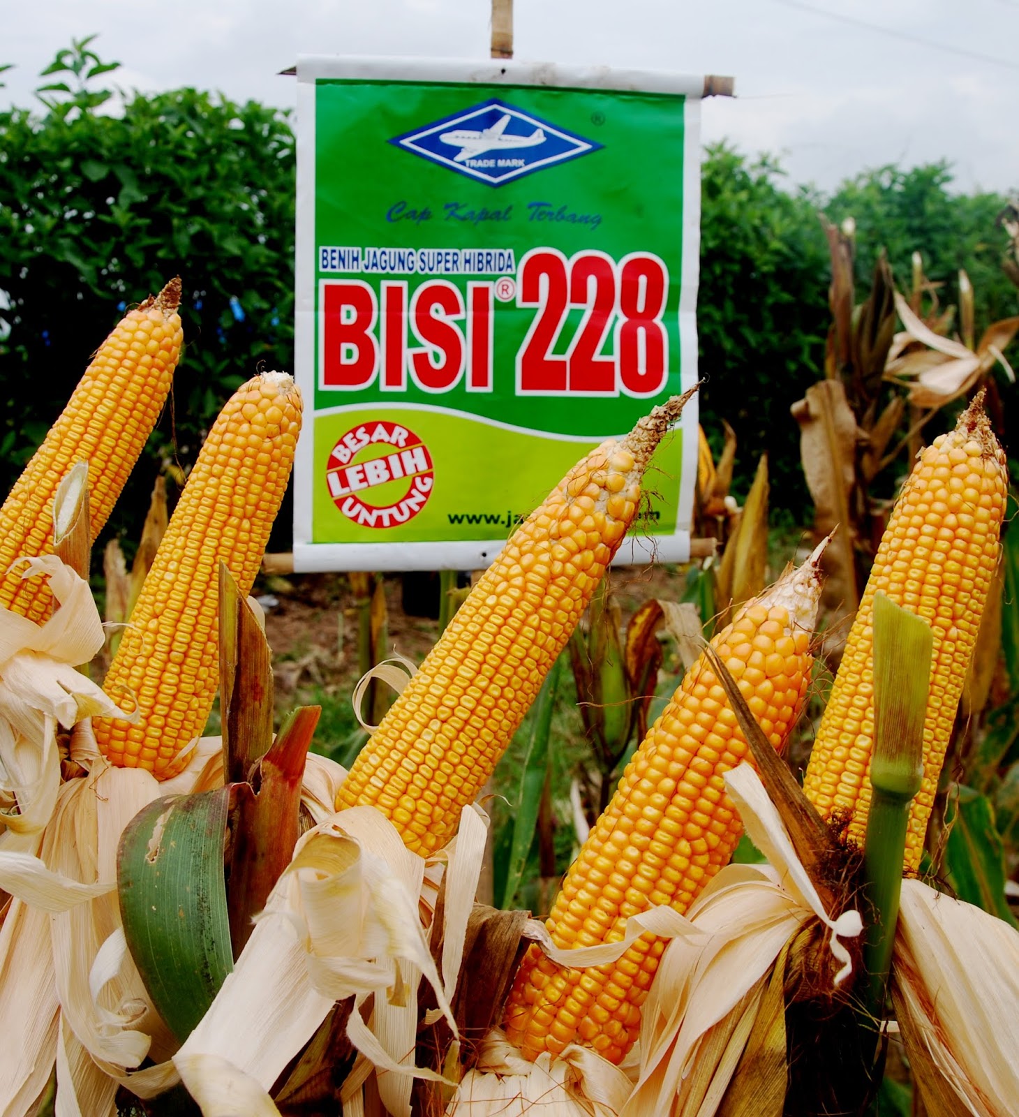 Jagung Bisi 228 Di Lapak Tani Nusantara Bukalapak