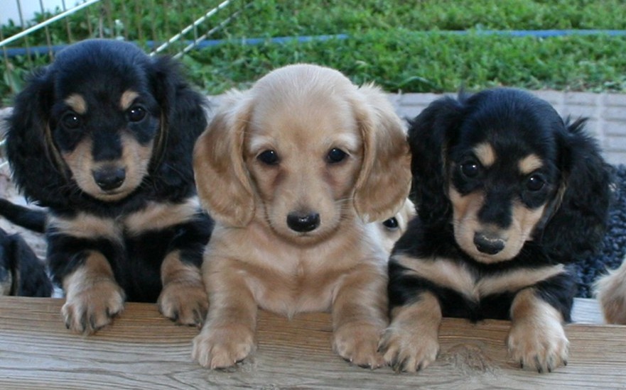 Cute Puppy Dogs: cute dachshund puppies