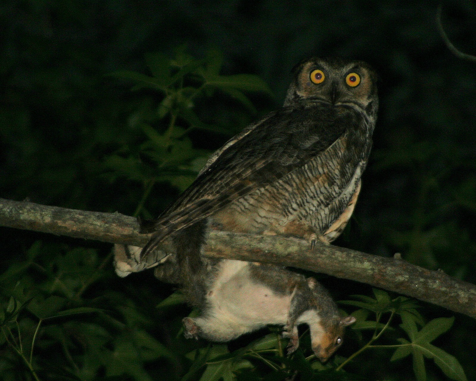 Hoot Owl Karma Hoot Owl Karma