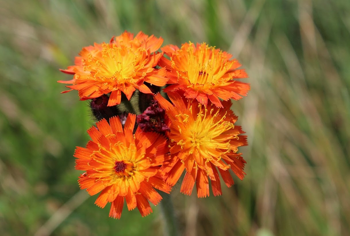 PEI Wildflowers :: Orange