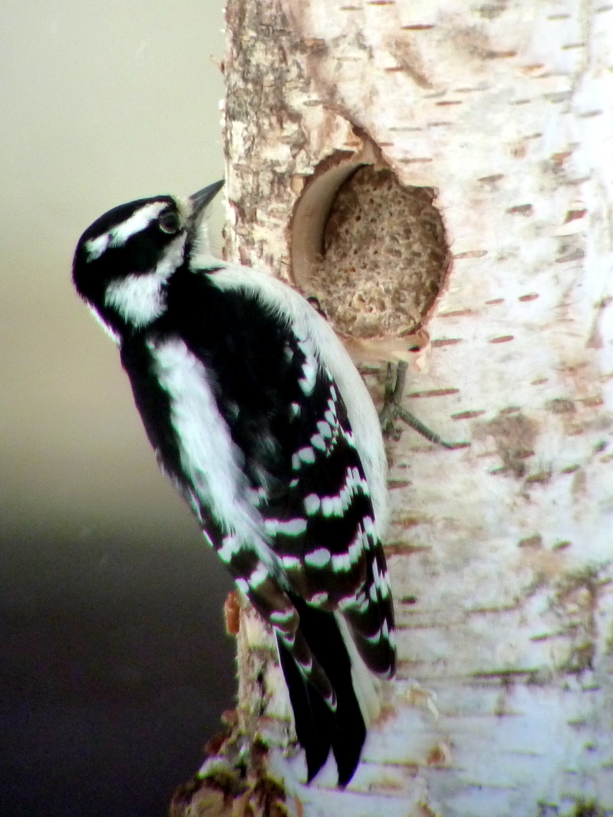 Penelopedia: Nature and Garden in Southern Minnesota: Good Weekend for