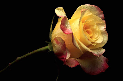 Rose Day Rose Day