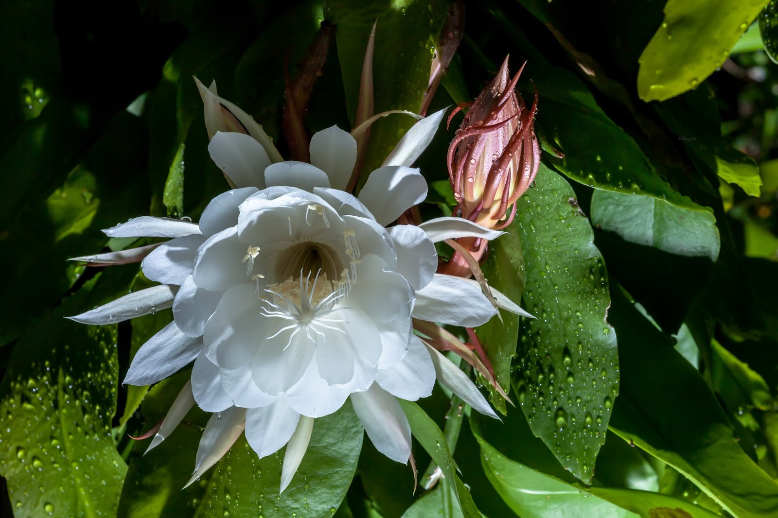 See What I See: 昙花，Night queen flower