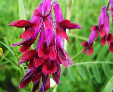 (Hedysarum hedysaroides)