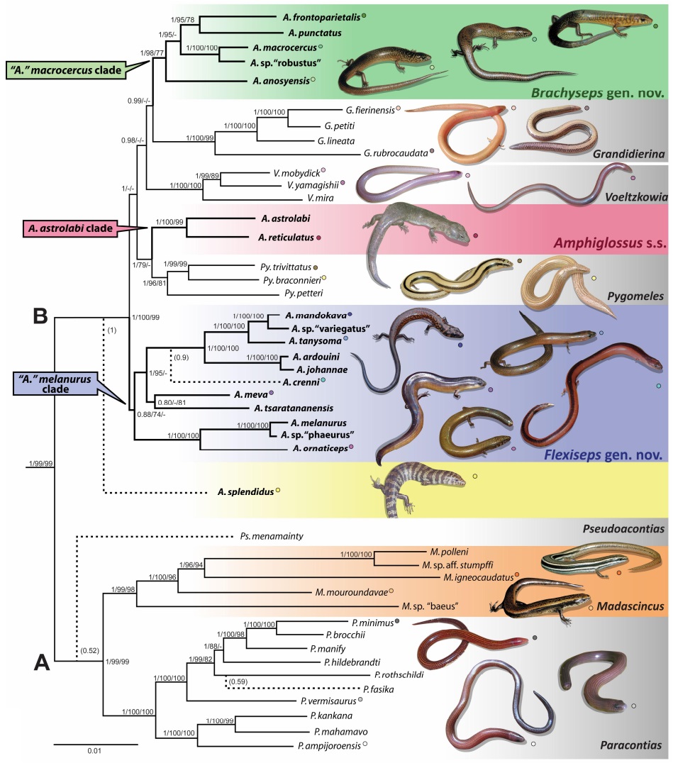 Species New to Science [Herpetology • 2017] Extended Molecular