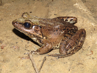 Lithobates palmipes, Amazon River Frog