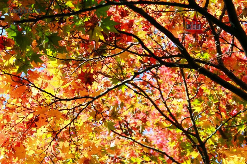 Living Vancouver Canada: The Gorgeous Colors of Autumn in Vancouver