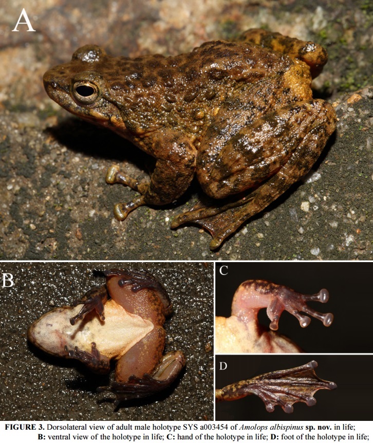 Species New to Science [Herpetology • 2016] Amolops albispinus • A New