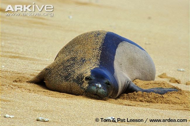 Hawaiian monk Seal