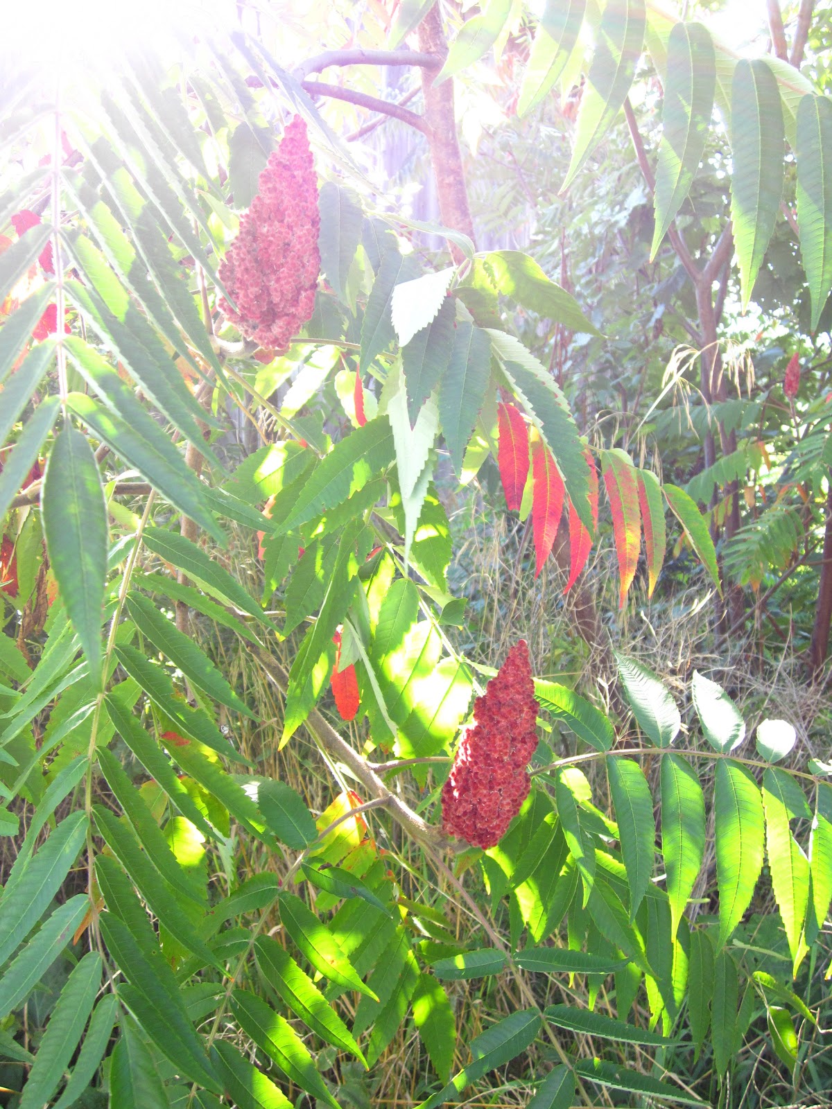 Art, beauty and wellordered chaos Fruit of Many Colors Sumac Berries