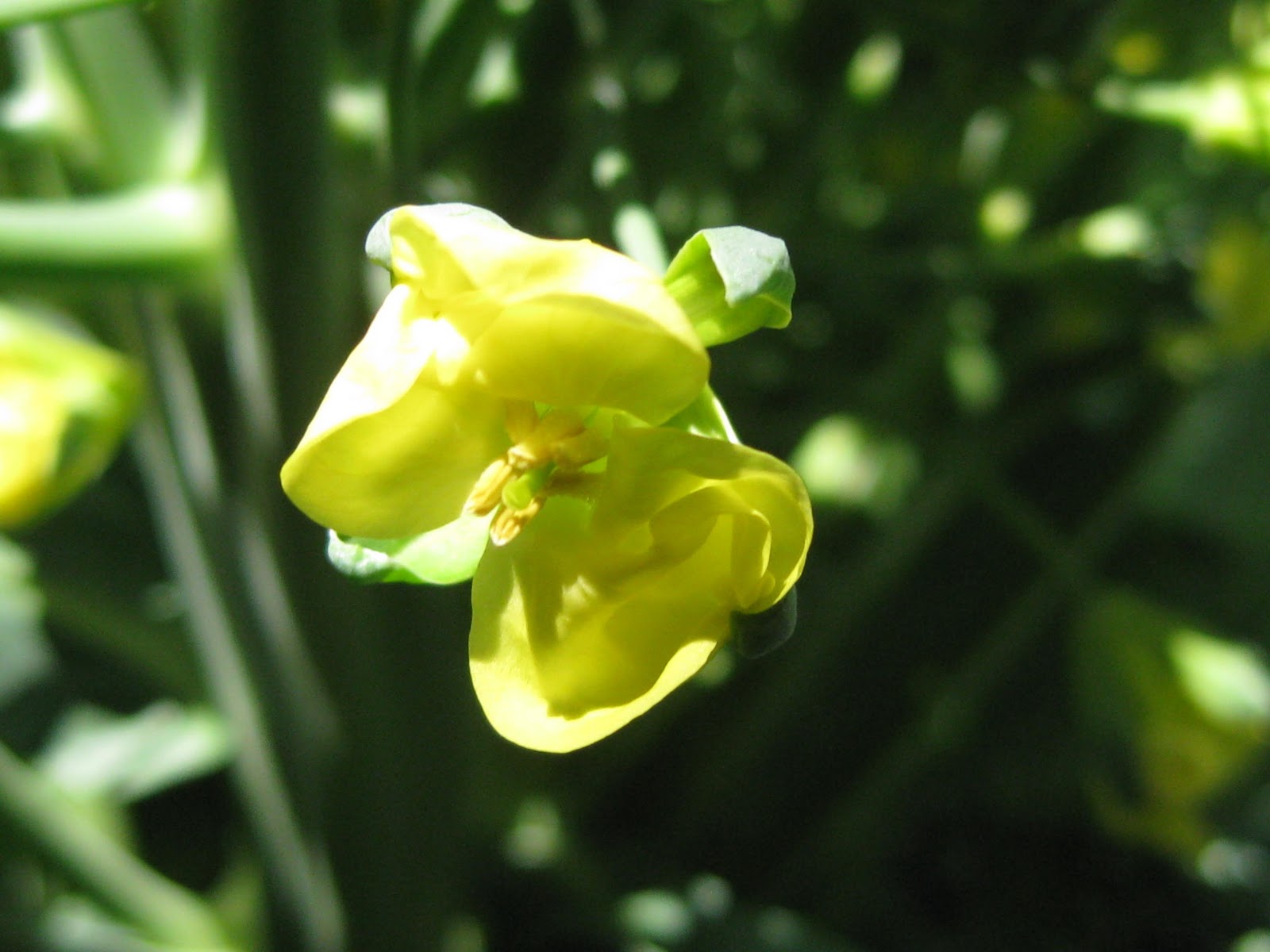 el jardín de Isula: ☼Cultivo de brócoli