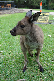 Australian reptile park eläintarha kenguru