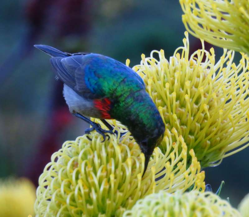 Sunbird on protea flower