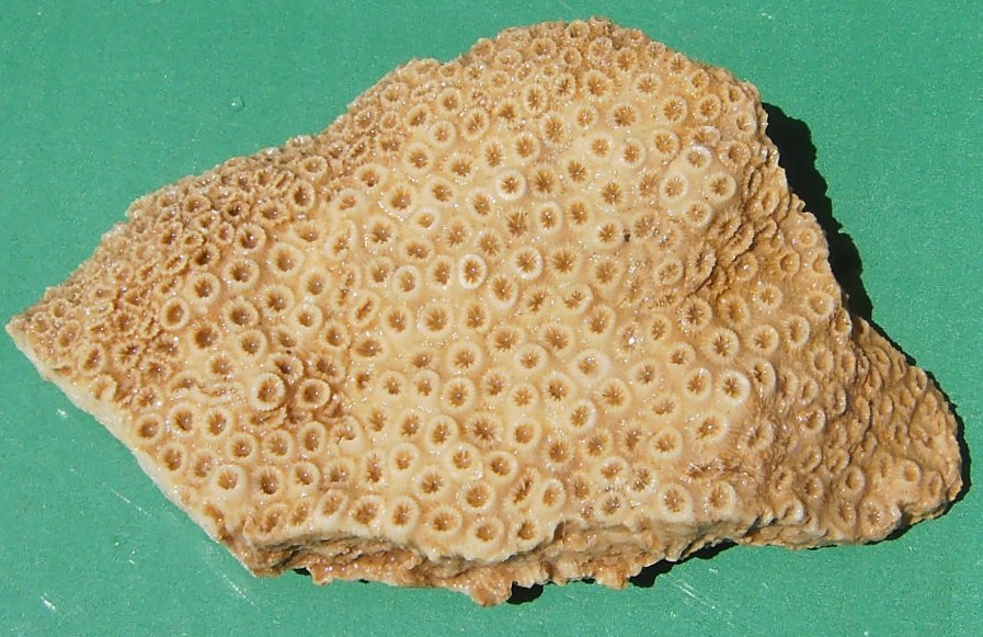 Fossil corals Fossil corals Untreated corals