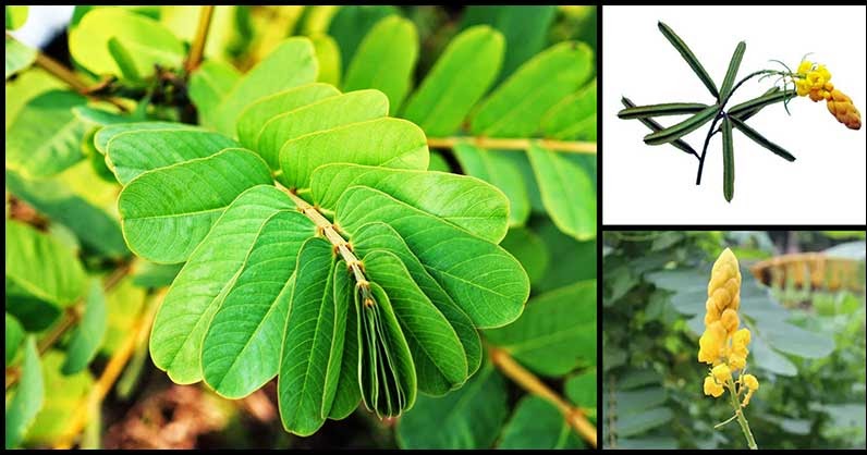 Health Benefits And Medicinal Uses Of Akapulko Dr. Farrah MD