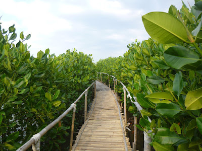 mangrove edu park semarang