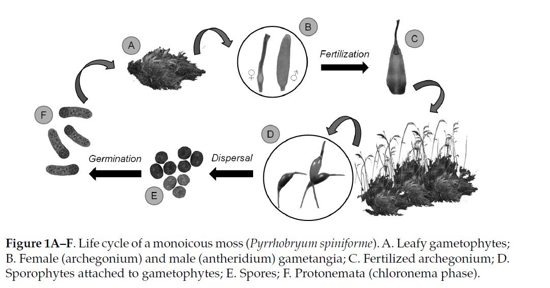 Knowledge Class Reproduction in Bryophytes
