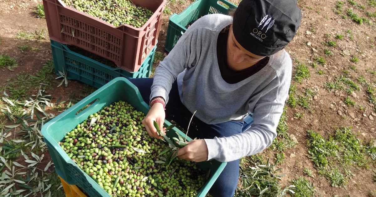 oromessapico Was kostet ein gutes Extra Vergine Olivenöl bzw. warum ist es so teuer?