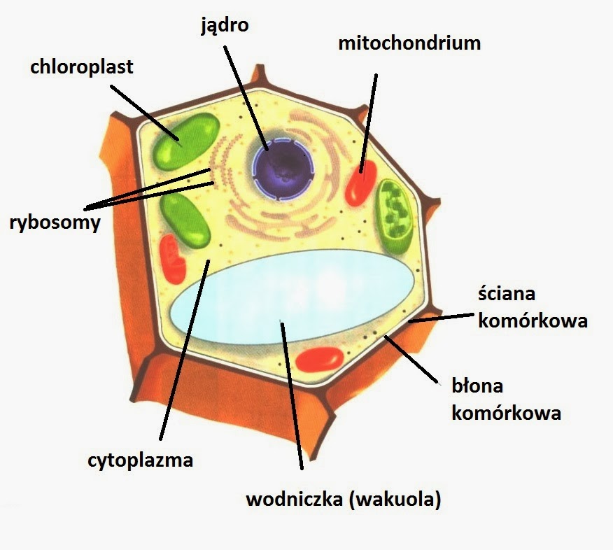 ściana Komórkowa Grzybów Zbudowana Jest Z Komórka