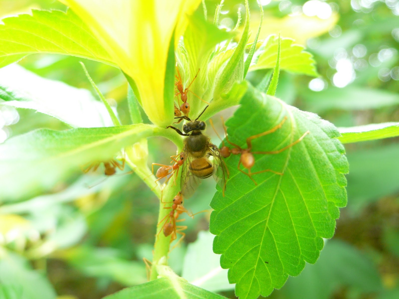 Spatial Ecology Group Ants that ambush pollinators on flowers in JoE's