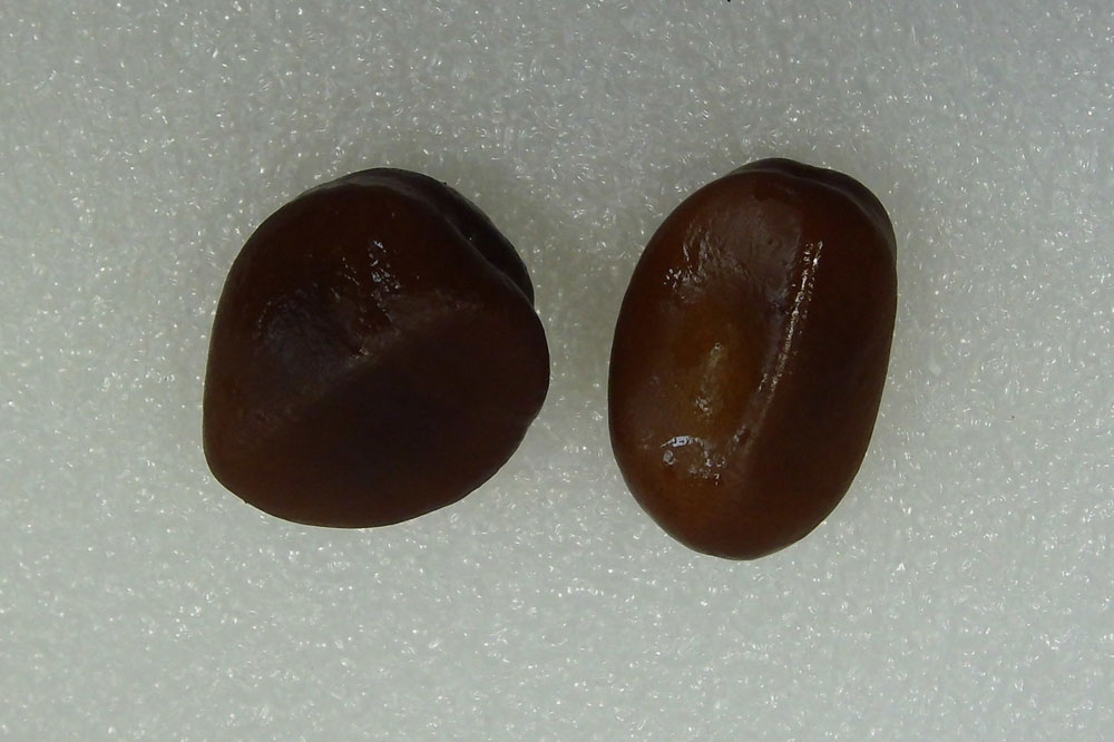 Gambar Informasi Belajar Anak Interaktif Tanaman Salak Biji Buah