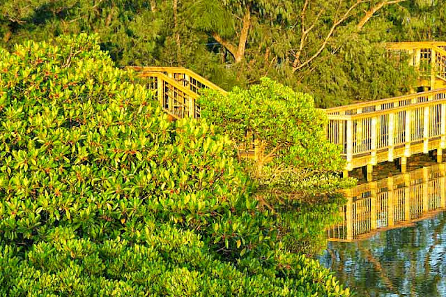 mangroves, river, forest,wooden decking and railing, boardwalk