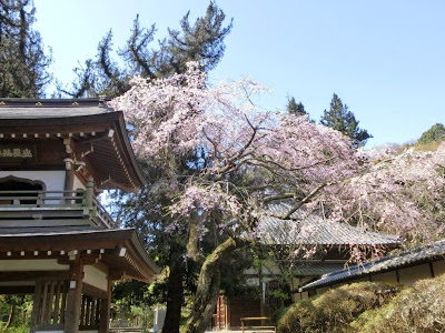 浄智寺の枝垂桜