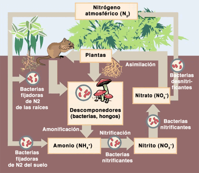 INDUSTRIA DEL AMONIACO. PRODUCCIÓN DEL AMONIACO POR BIOTECNOLOGIA INDUSTRIA DEL AMONIACO. PRODUCCIÓN DEL AMONIACO POR BIOTECNOLOGIA