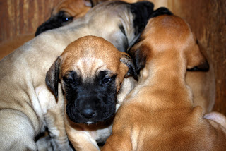 Davies' Black Mouth Curs