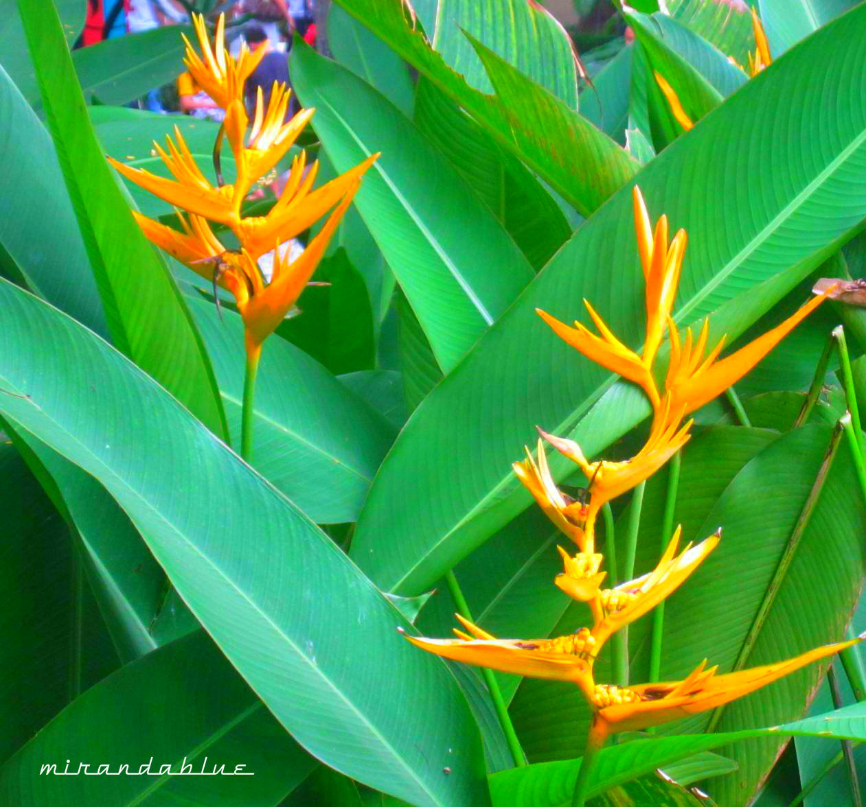 Live in the Moment Heliconia