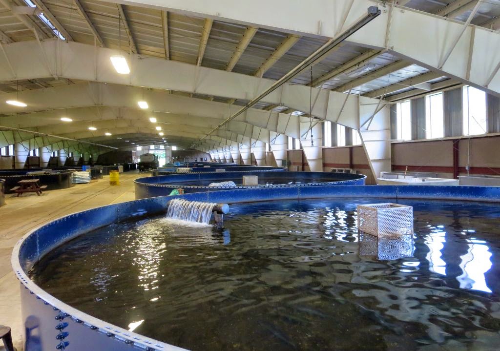 Windswept Adventure The Adirondack Fish Hatchery In Lake Clear, New York
