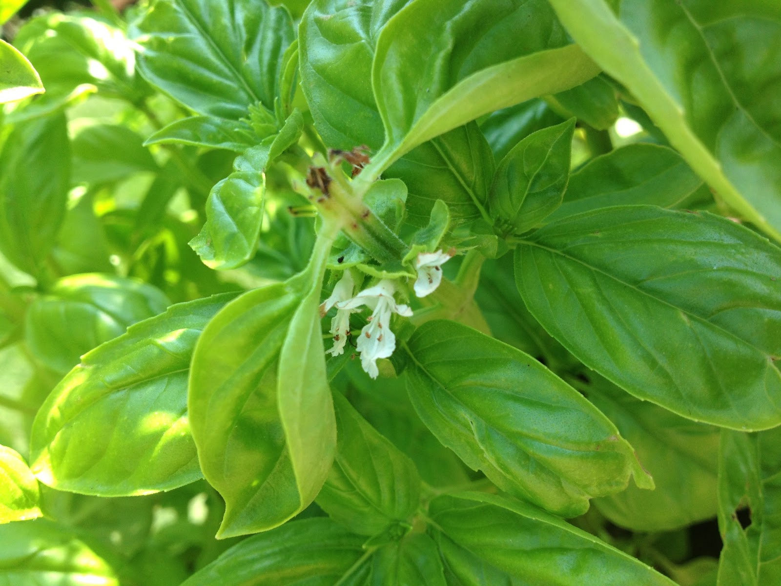 Simply May HOW TO Harvest Basil