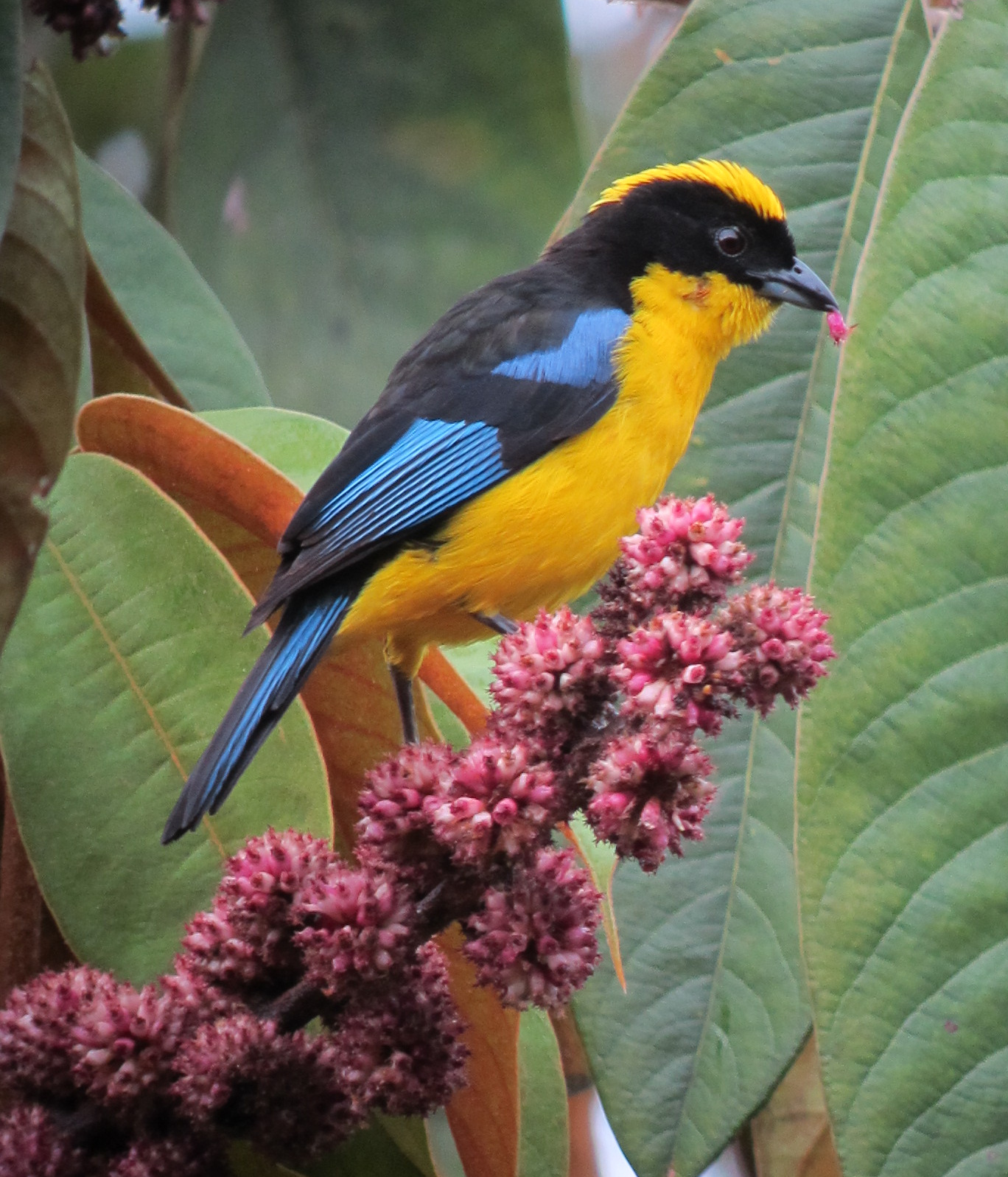 Bluewinged Mountain Tanager (Anisognathus somptuosus cyanopterus
