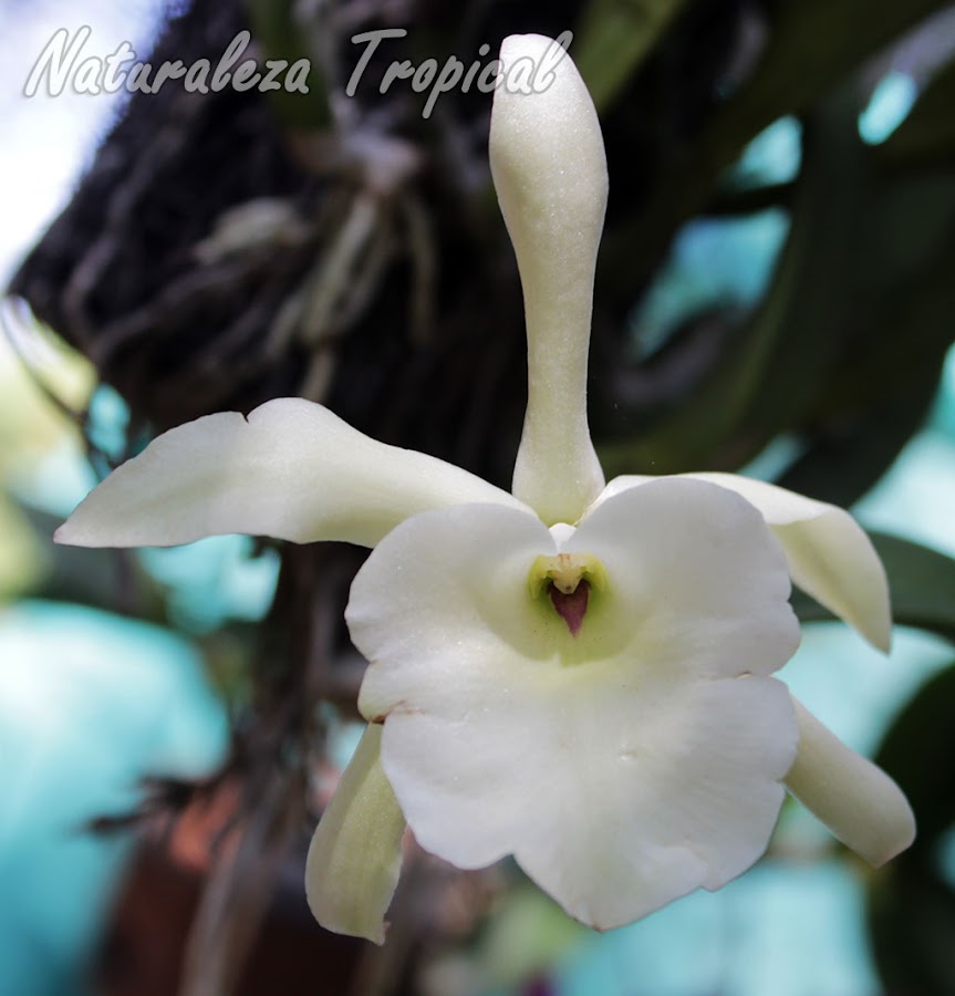 Flor de la orquídea Rhyncholaelia glauca (antes Brassavola glauca)