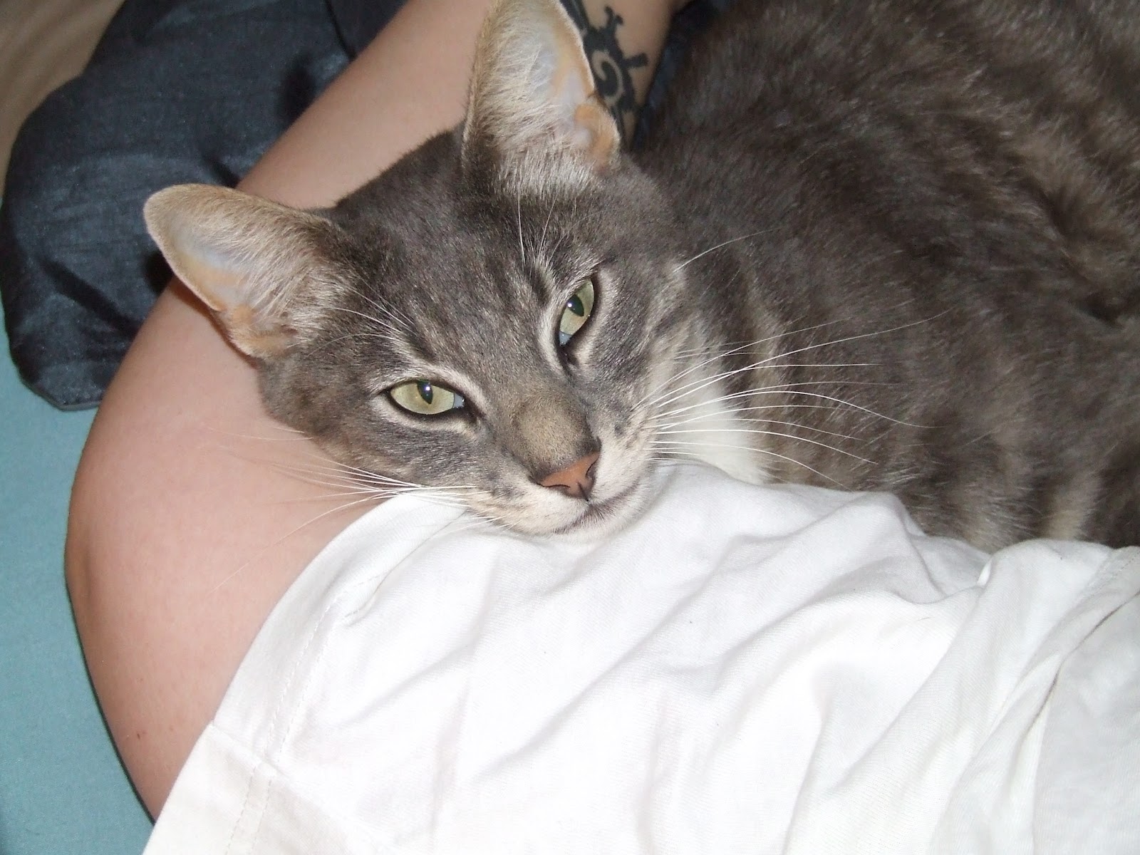 Adventures in Hectic Eclectic Kittens Free to a Good Home