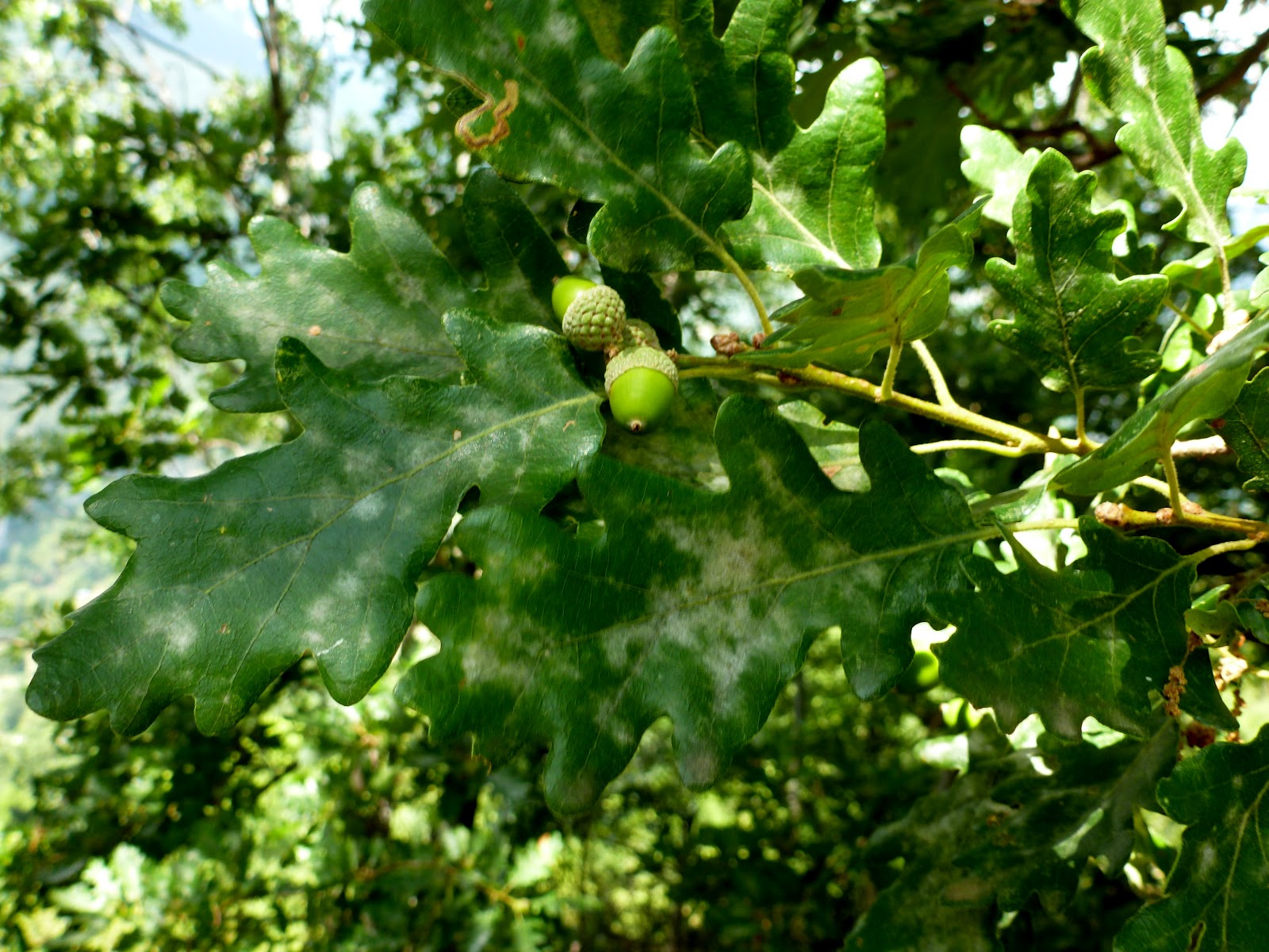 Árboles con alma: Roble albar. (Quercus petraea)