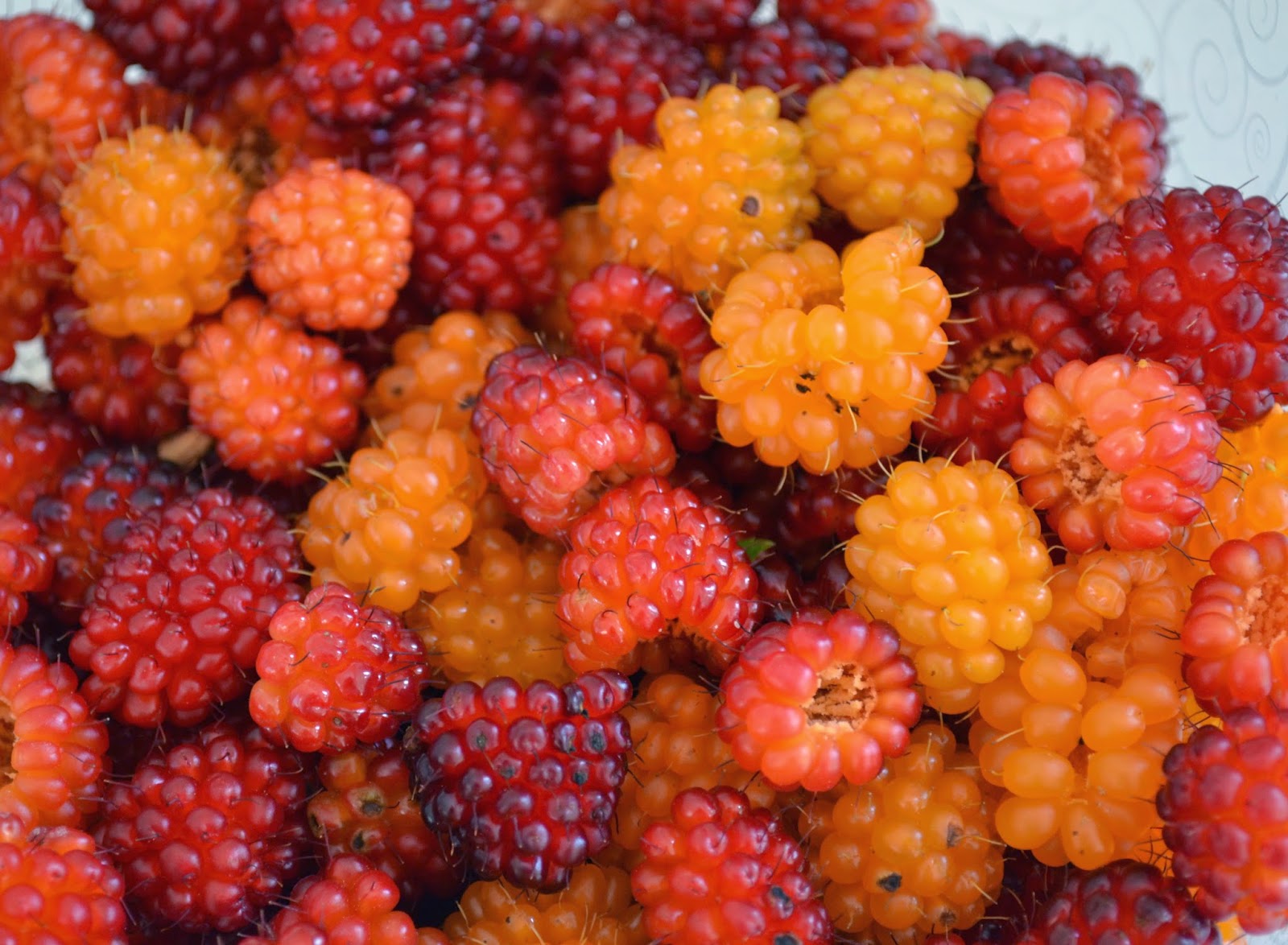 Run 'n Stitch Salmon Berry Shortcake