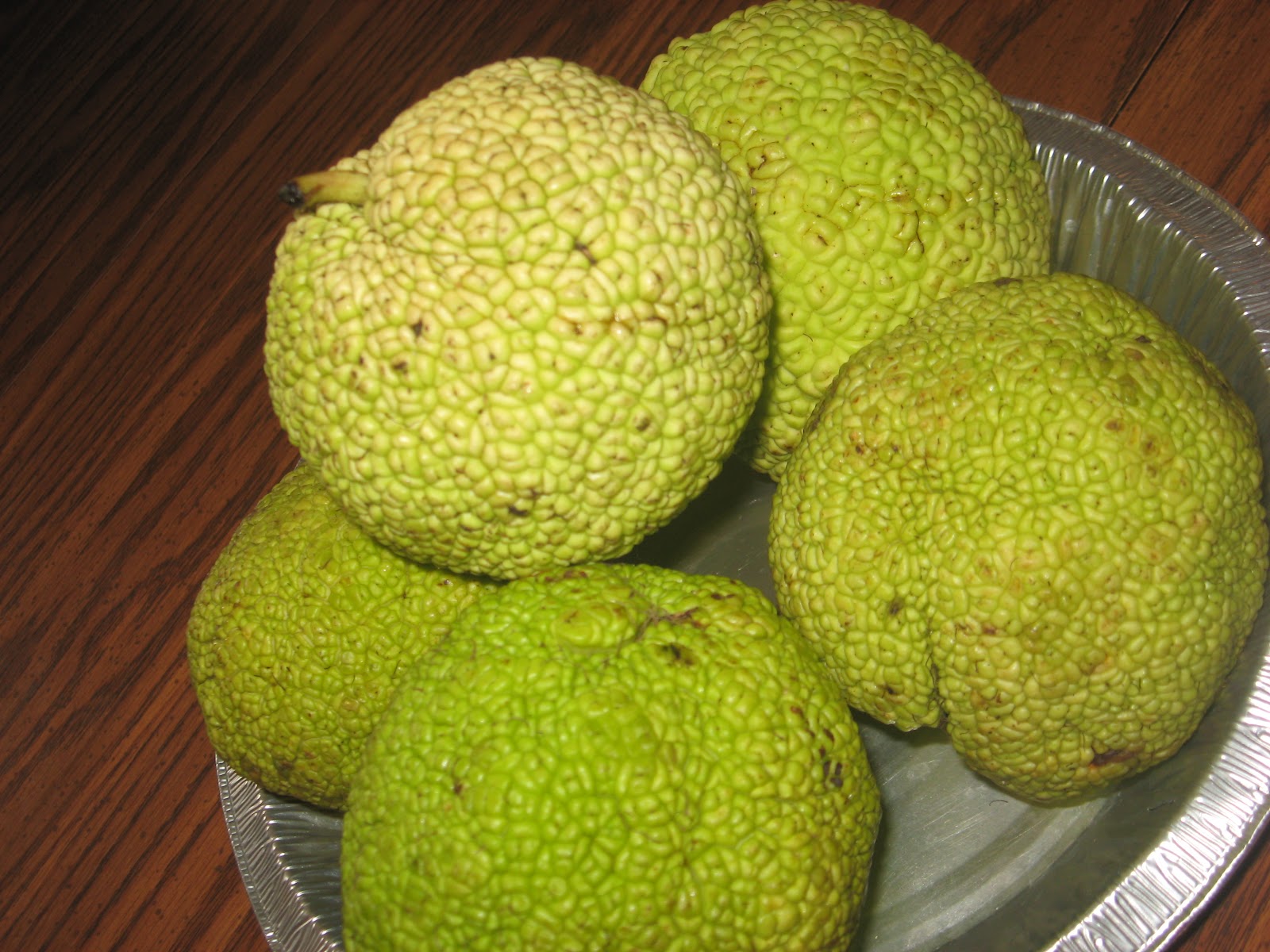 Day 4 Hedge Apples
