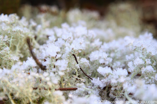 Lichens type Cladonia portentosa  givrés dans les Trois Pignons