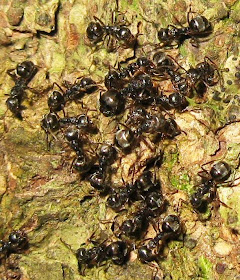 Workers and a queen of Dolichoderus bituberculata