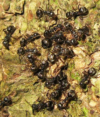 Workers and a queen of Dolichoderus bituberculata