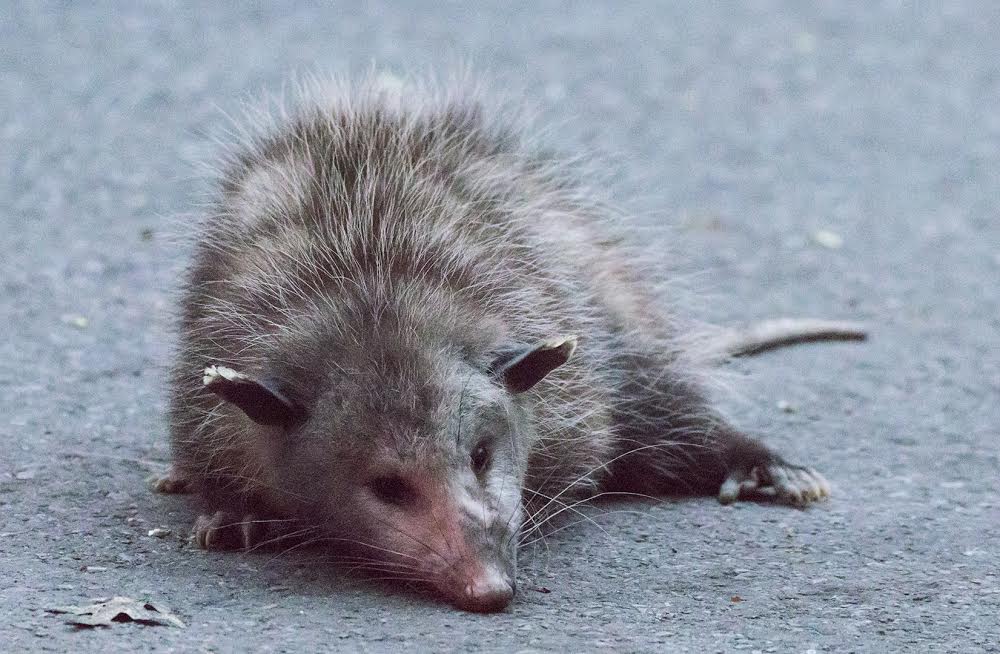 EV Grieve An injured opossum on Avenue B