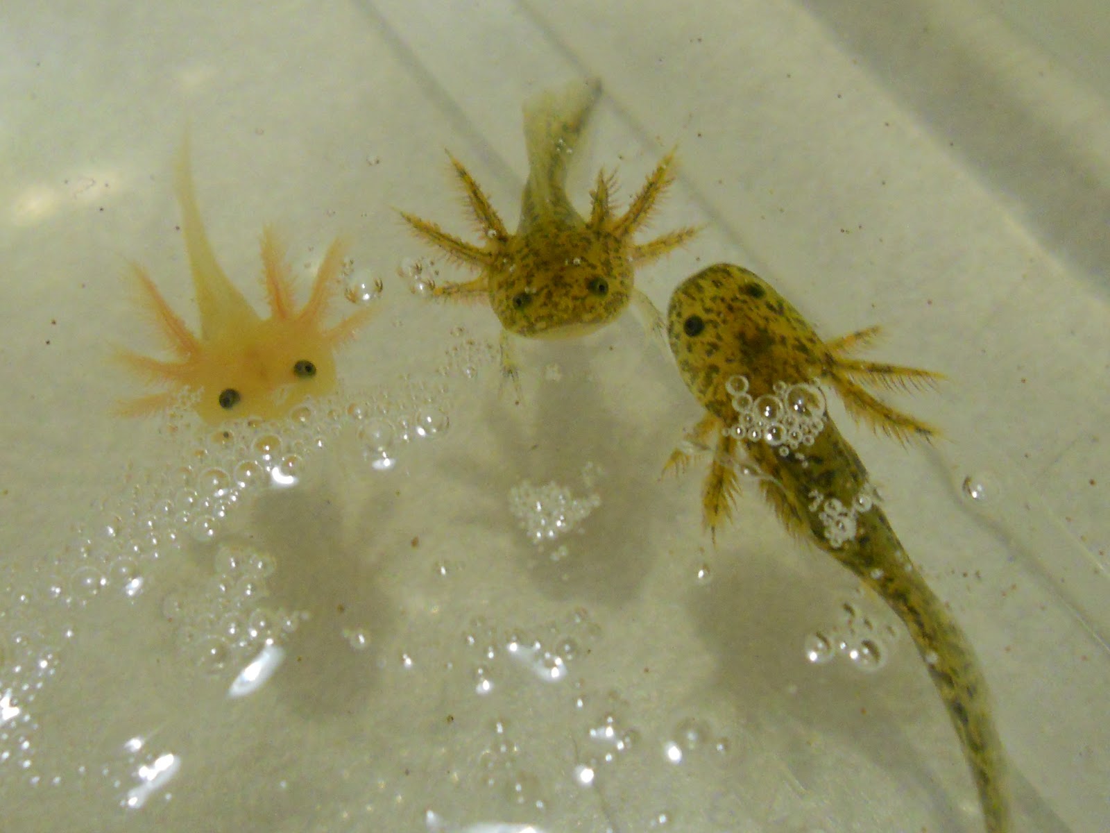 ISU Axolotls Baby Axolotls