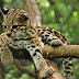 How do margays get their food?
